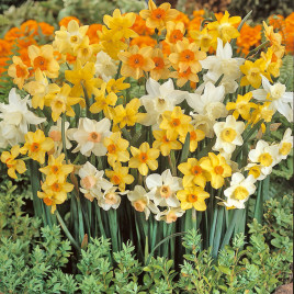 narcisse-parfum-de-printemps-melange